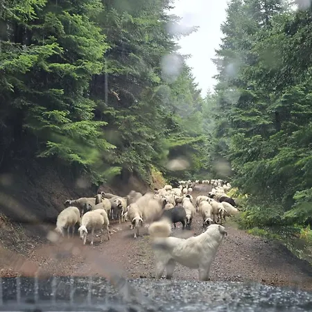 Family Casa de Férias *